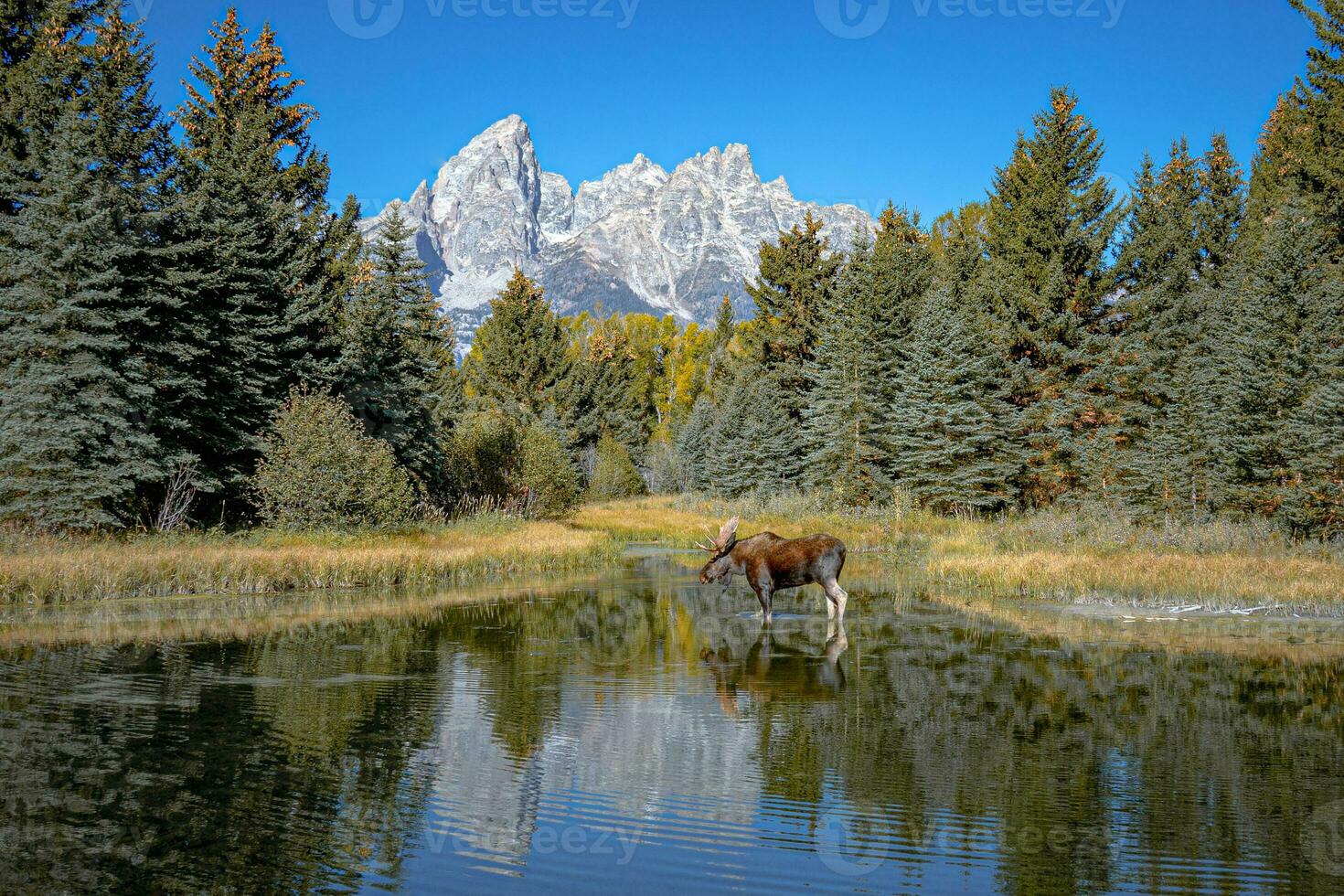 Schwabacher Landing with Bull Moose, Grand Teton NP photo