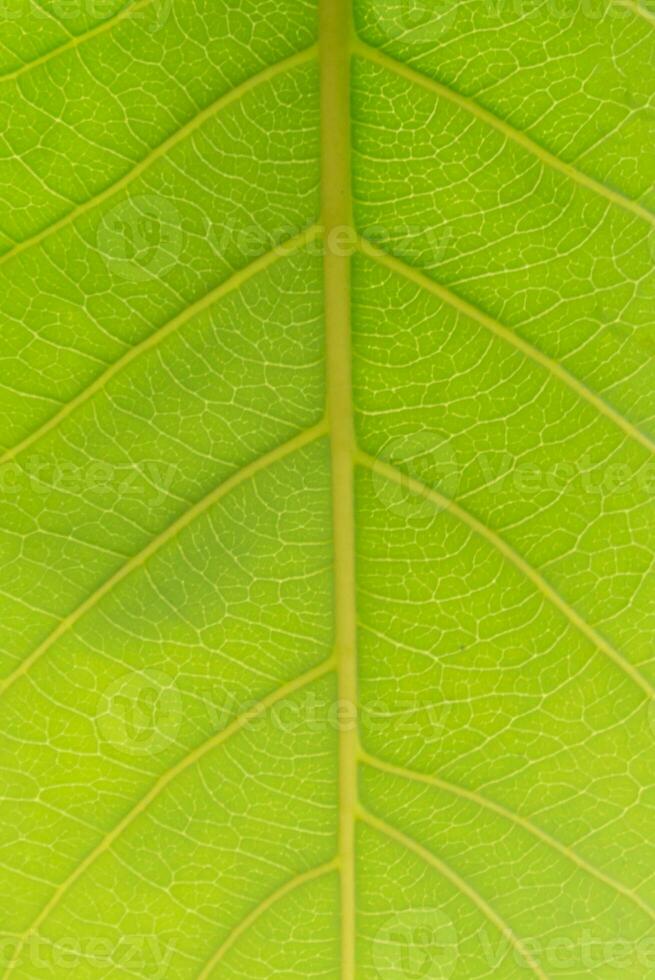 Green leaf texture for background photo