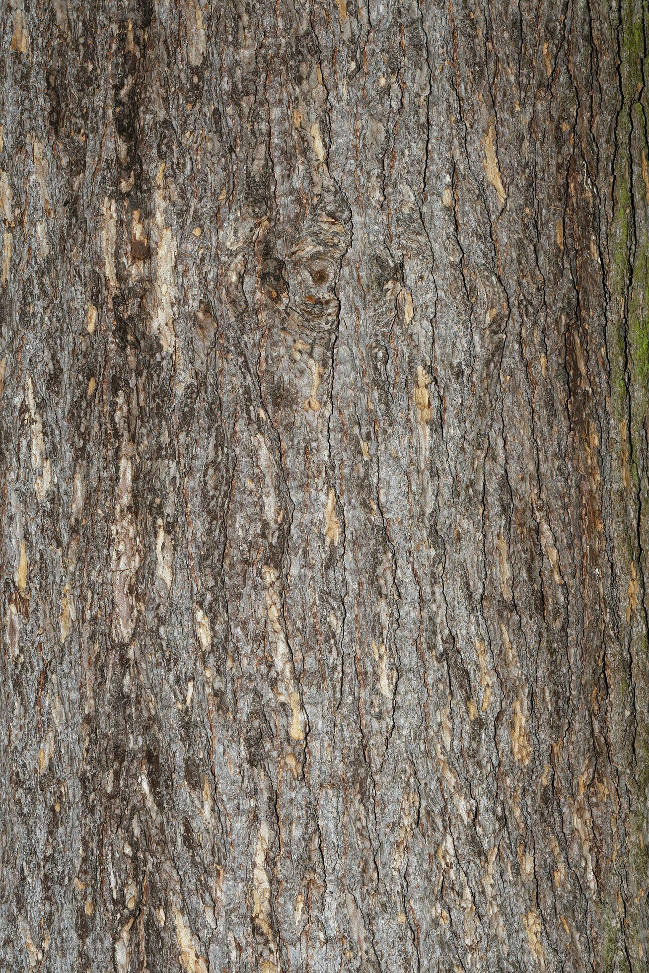 Bark of Atlas Cedar or Atlantic Cedar —Cedrus atlantica—,Germany