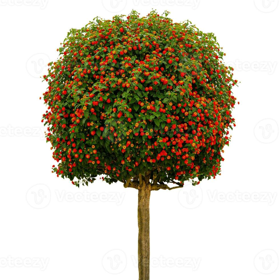 Lantana Camara, Weeping , tickberry Clipping path on white Isolated background photo