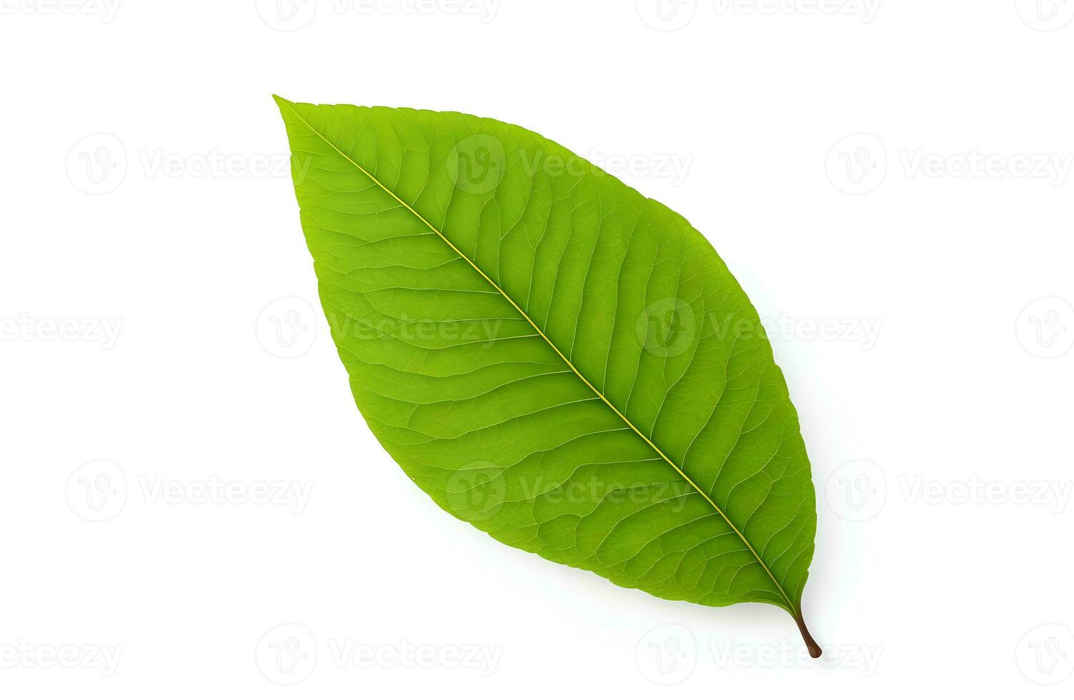 Leaf Clipping path on white Isolated background photo