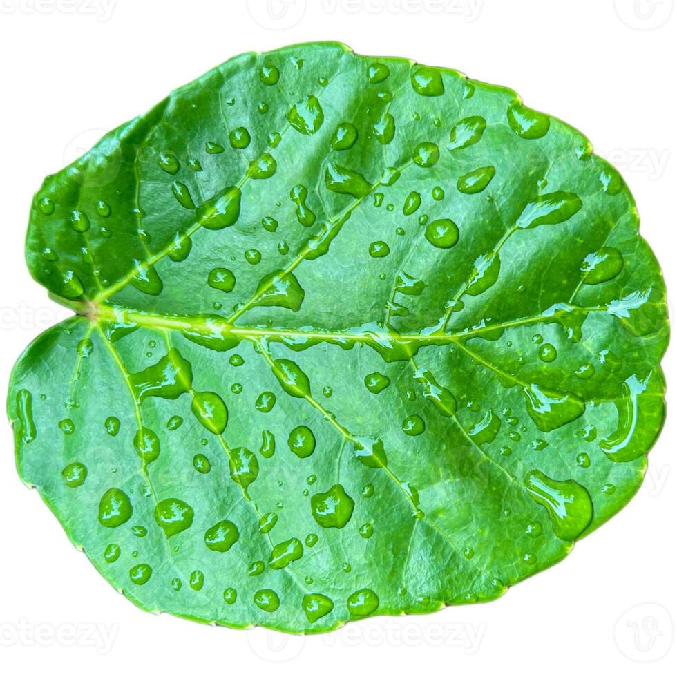 Rain Drop On Leaf Clipping path on white Isolated background1 photo