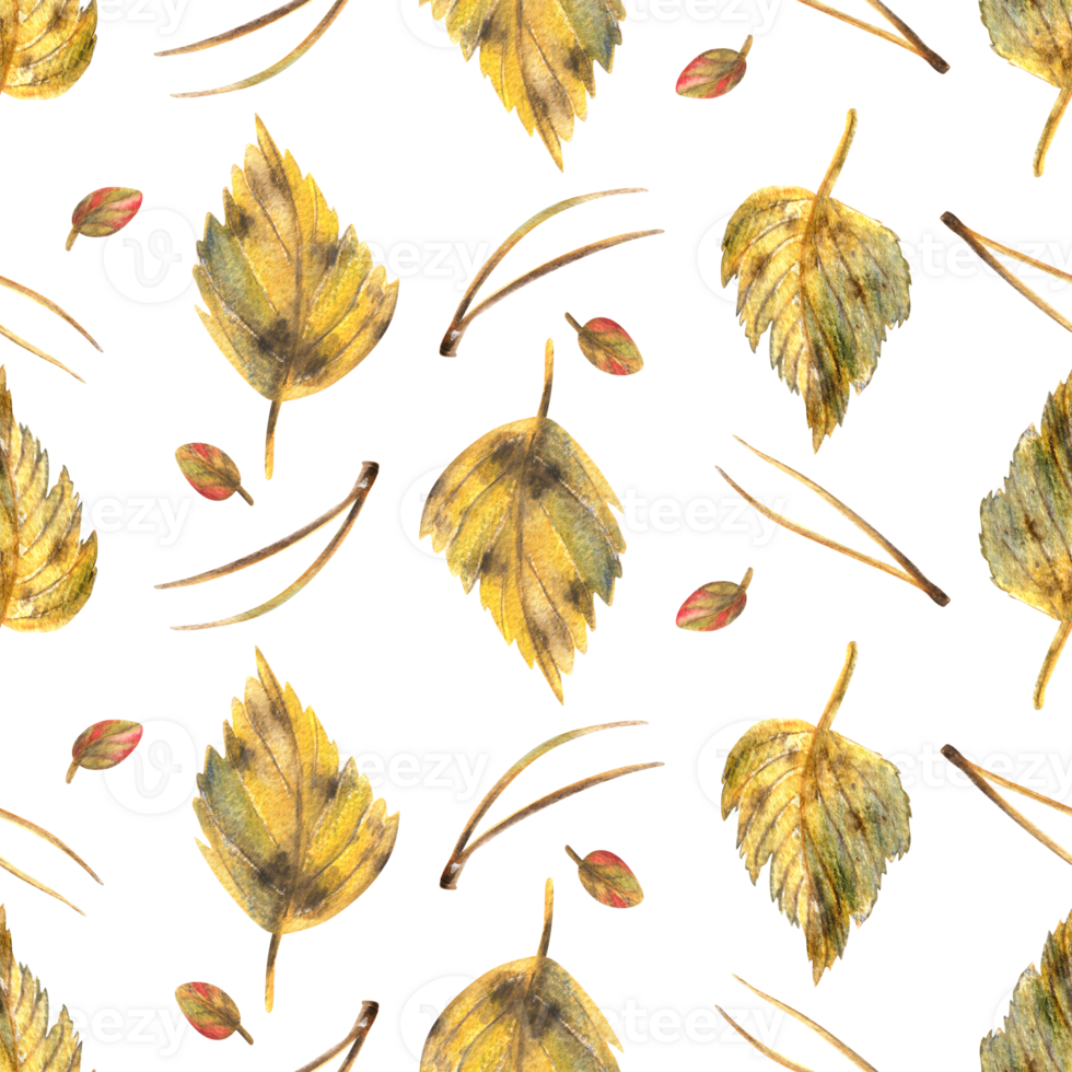 Yellow autumn birch leaves with pine needles. Watercolor illustration hand drawn. Forest seamless pattern png