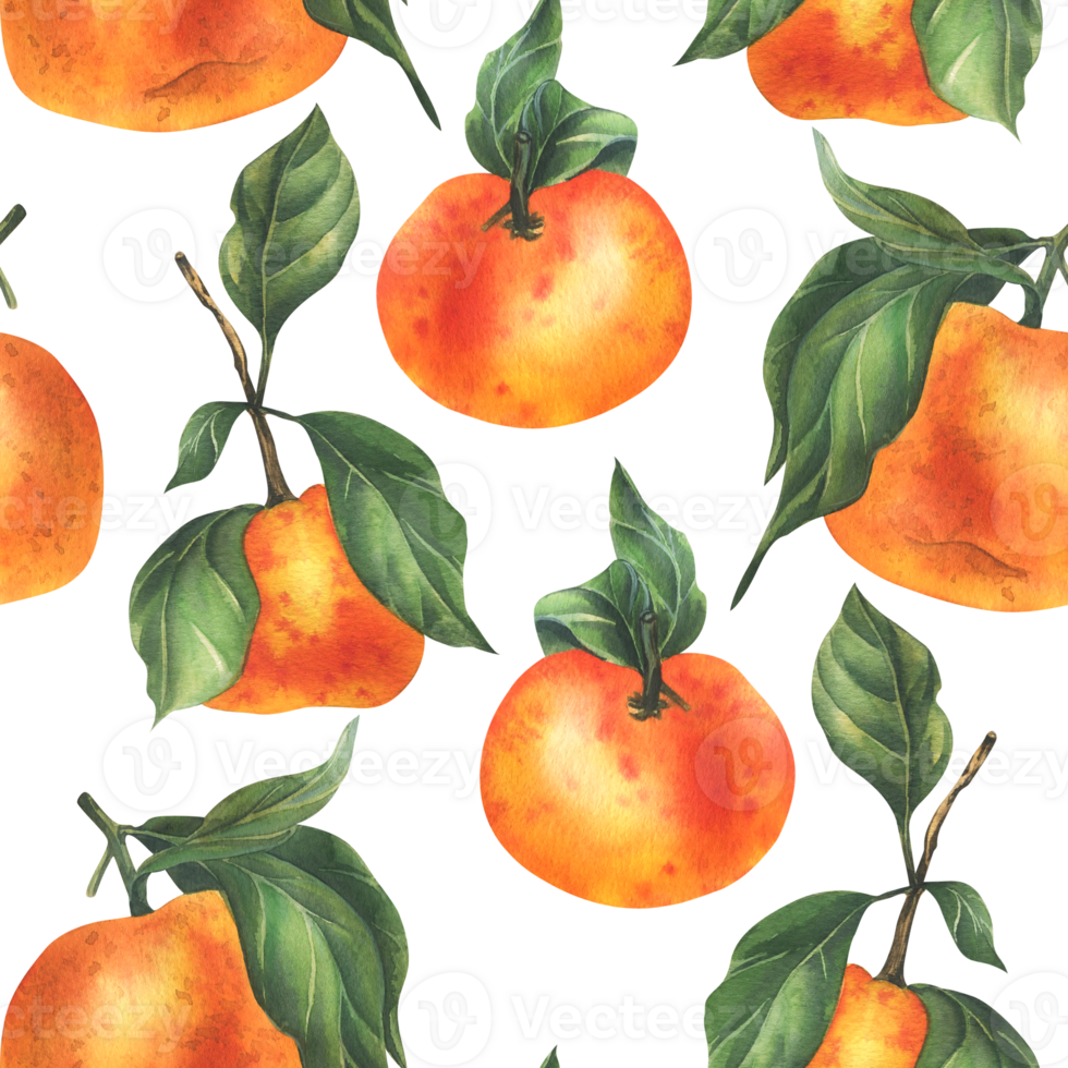 Orange tangerines with green branch and leaves, citrus tropical fruit. Watercolor illustration, hand drawn. Seamless pattern png