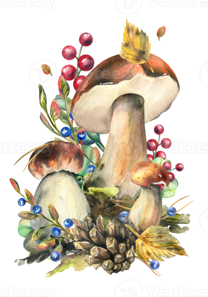 funghi foresta boletus con erba, mirtilli, muschio e cono. acquerello illustrazione, mano disegnato. isolato composizione png