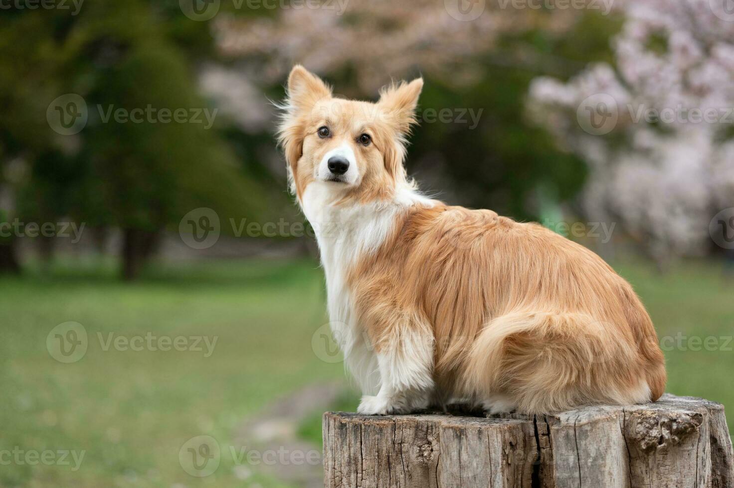 Portrait of a Welsh corgi dog sitting on a tree stump photo