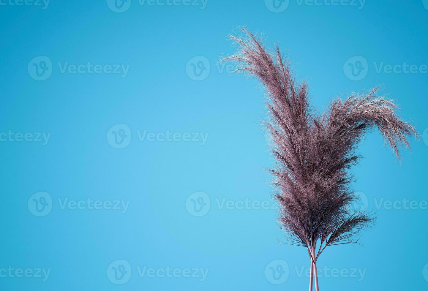 Natural pampas grass on blue background. Minimal concept with copy space. 3d rendering photo