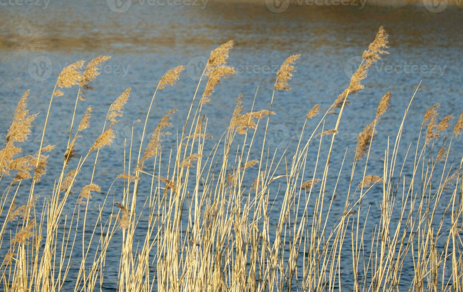 dramatic sunrise over the calm river in spring with bent grass against sun. Daugava, Latvia photo