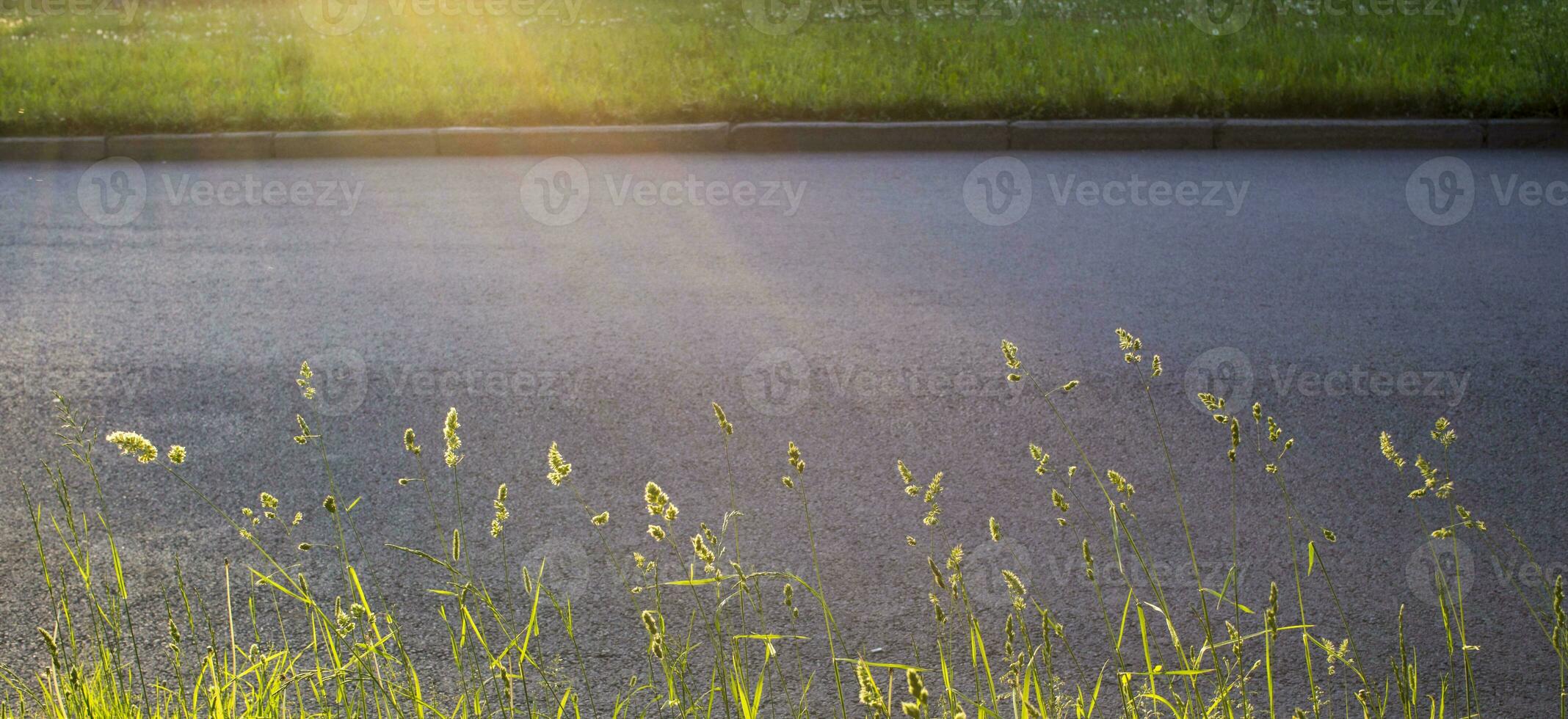 flowering ears of weeds. natural lawn in the bright sun photo