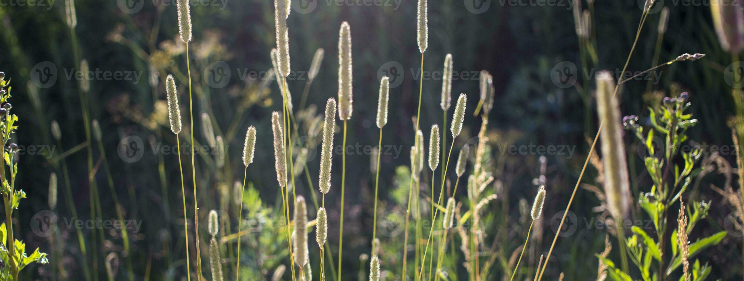 Flowers of plantain in early morning sun. photo