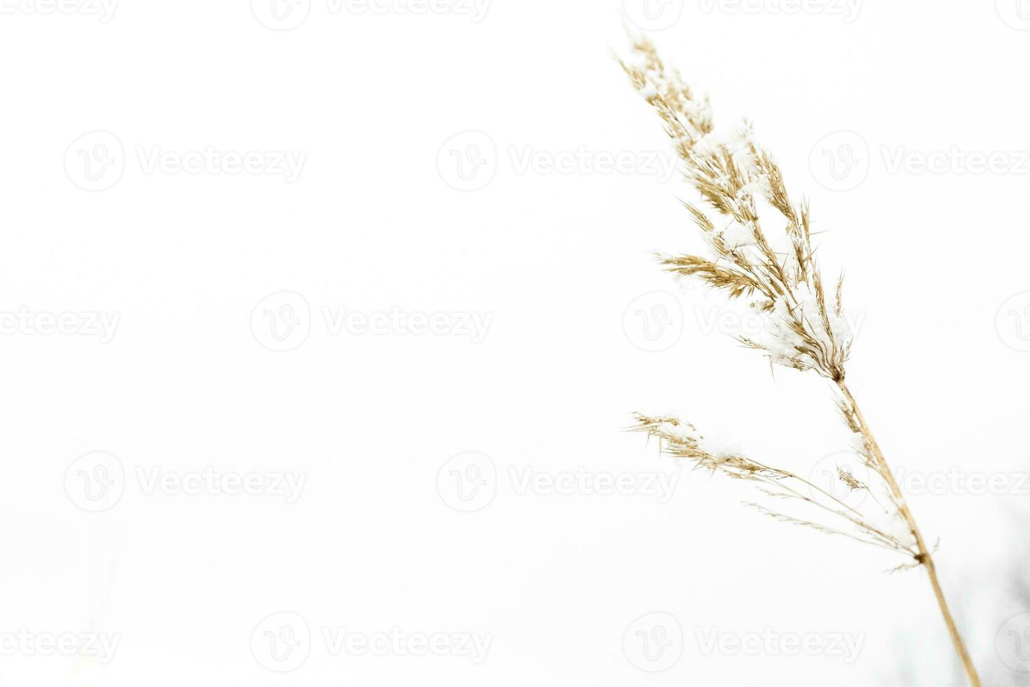 Summer dried wild glass on the white background concept frame. Copy space photo