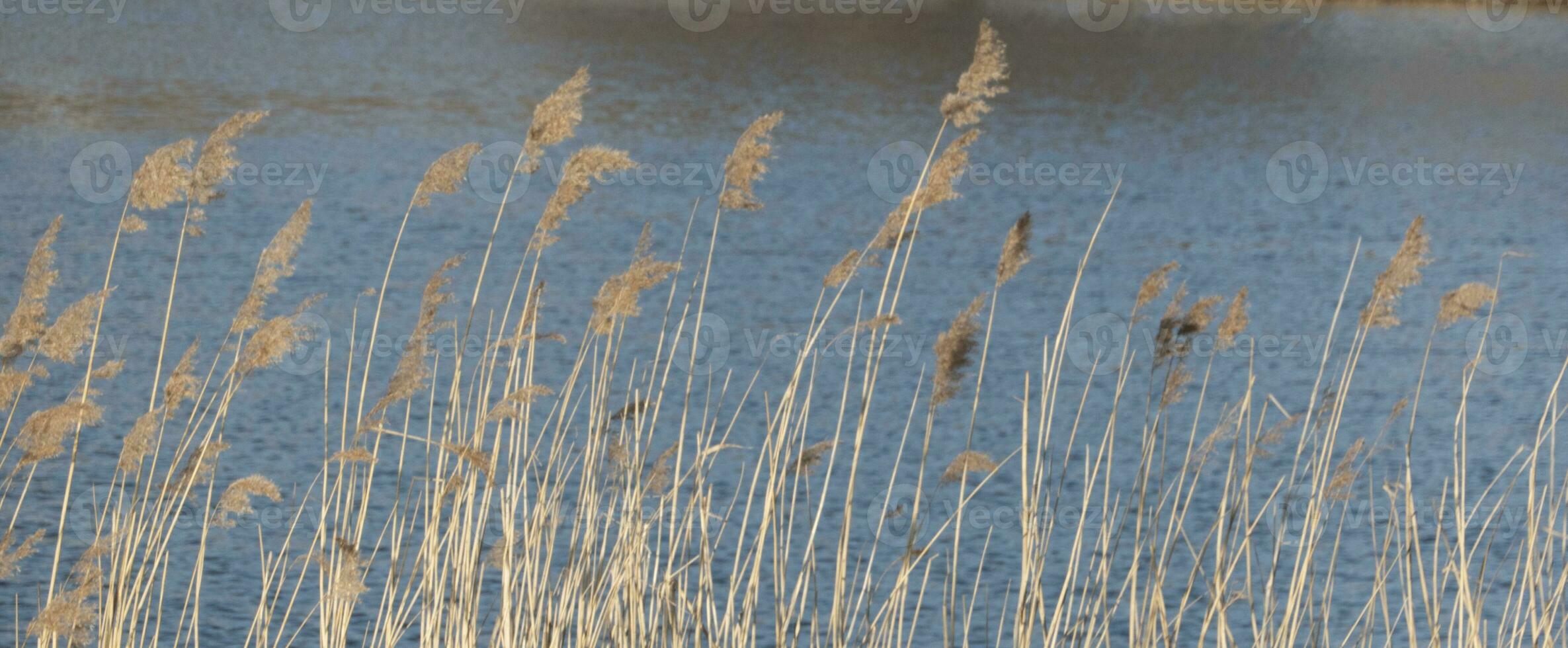 dramatic sunrise over the calm river in spring with bent grass against sun. Daugava, Latvia photo