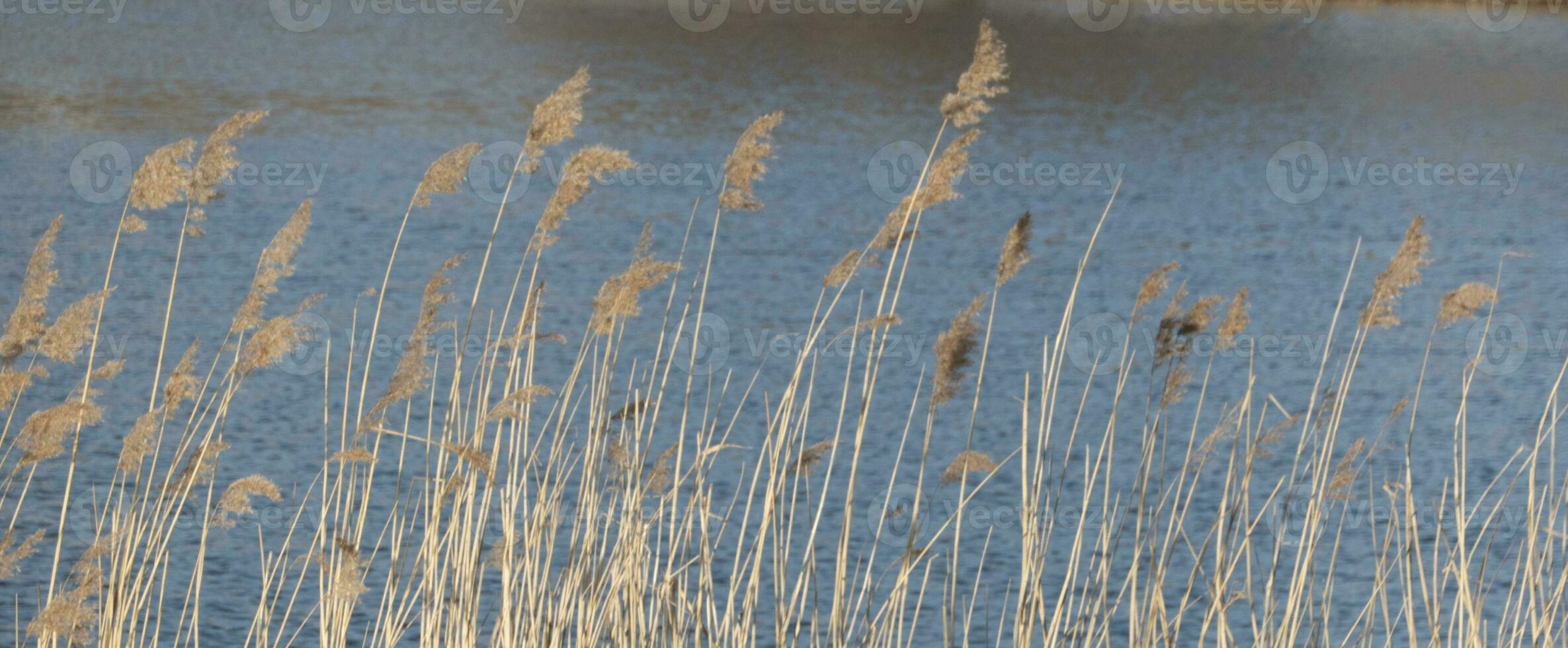 dramático amanecer terminado el calma río en primavera con doblado césped en contra Dom. daugava, Letonia foto