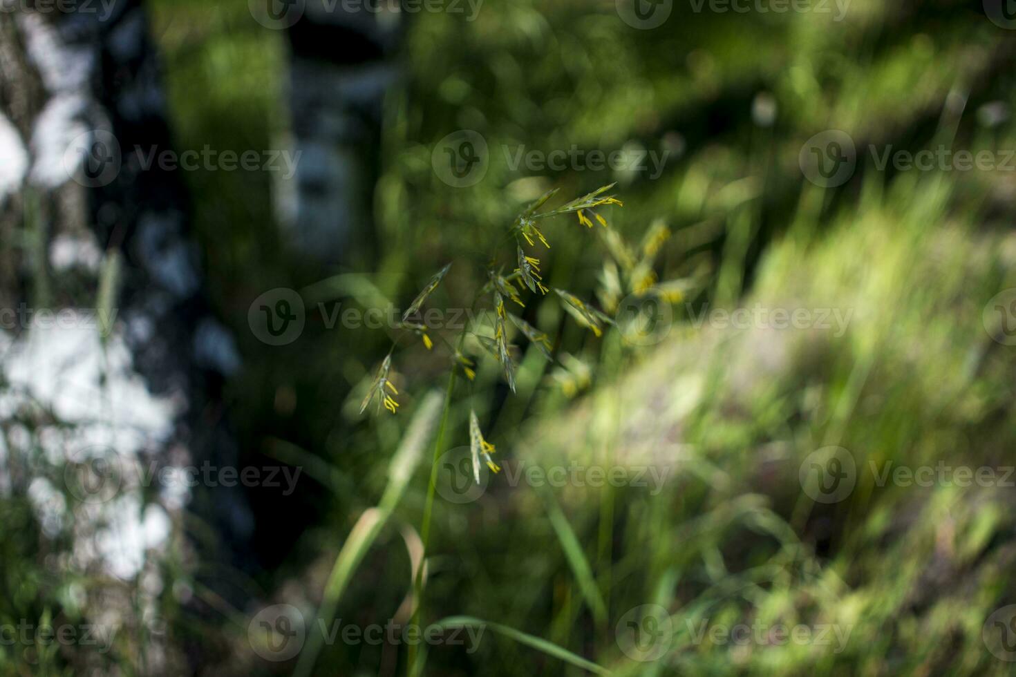 Backgrounds grassy flowers Green grass close-up against the setting sun. photo