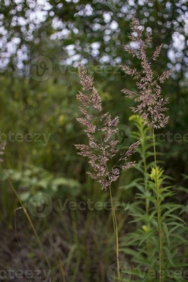 flowering ears of weeds. natural lawn in the bright sun photo