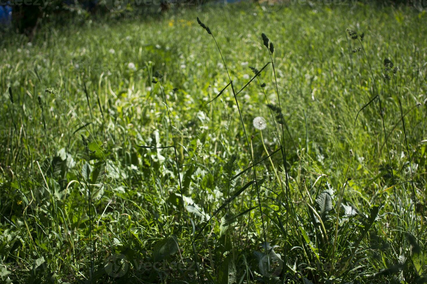 flowering ears of weeds. natural lawn in the bright sun photo