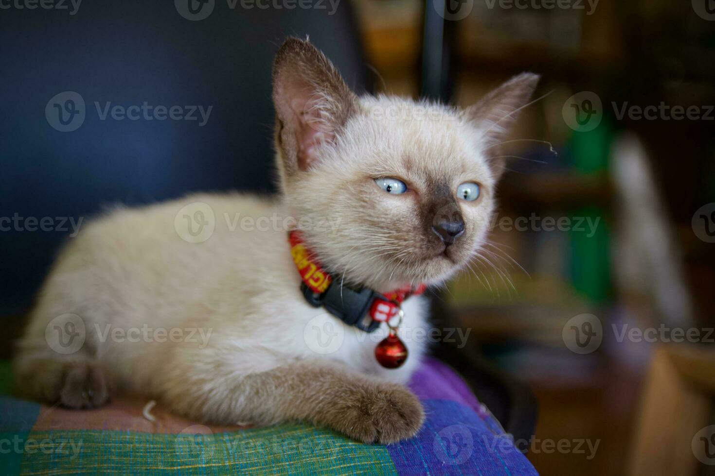 The little kitten sleeps in a soft cushion. photo