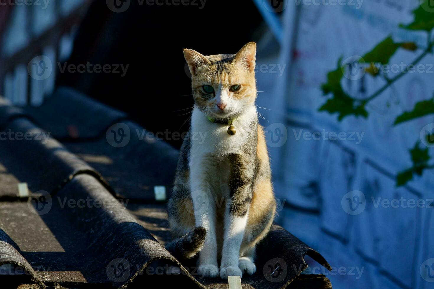 linda pequeño gato en el techo foto