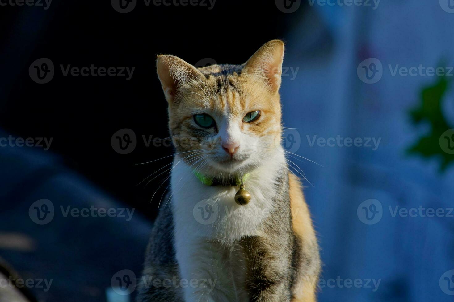 cute little cat on the roof photo