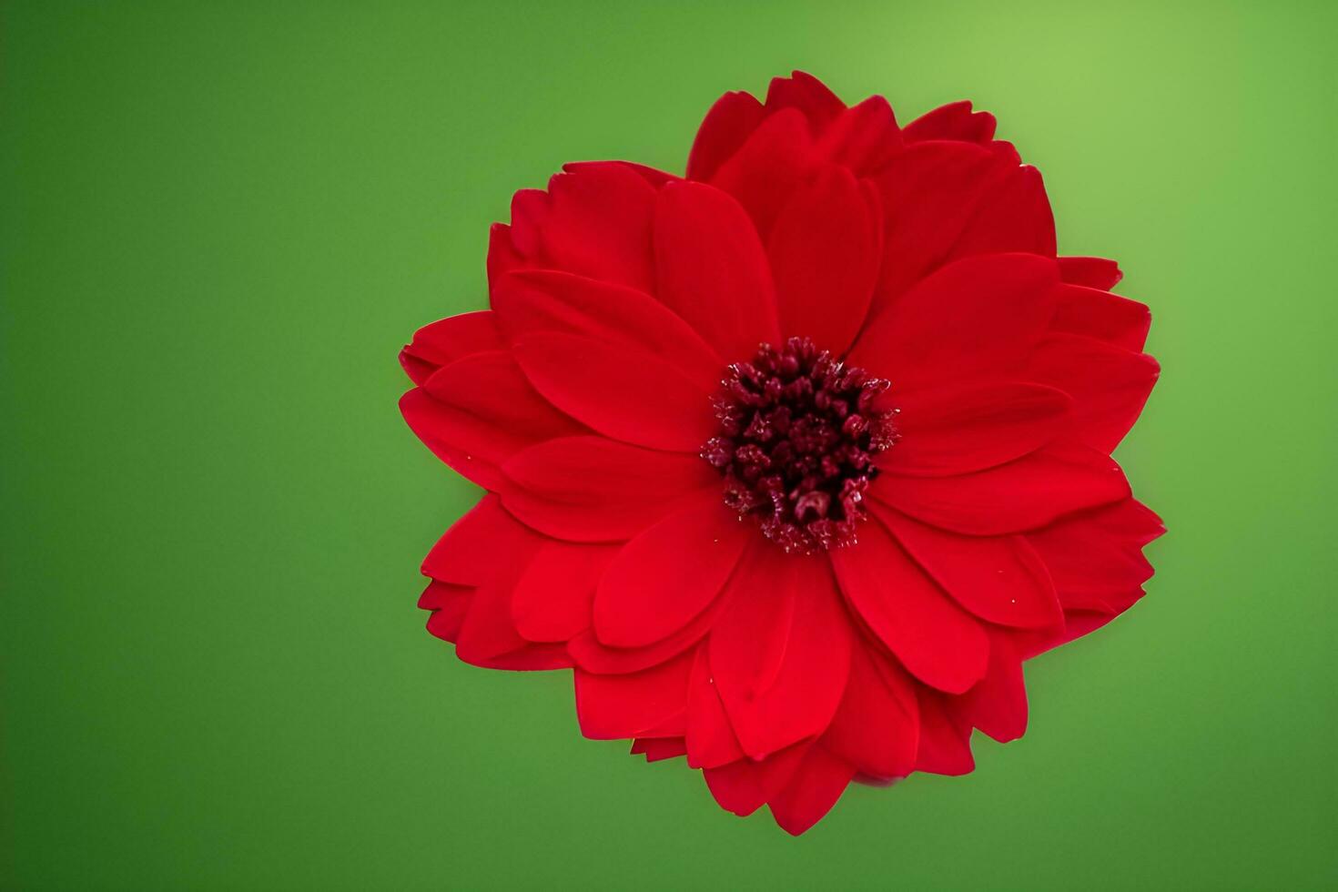 Red Petal Flower photo