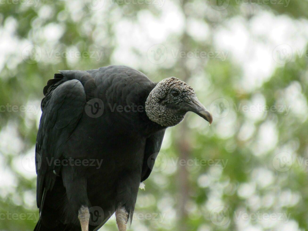 Urubu-preto Nome Cientifico Coragyps atratus Black Vulture photo