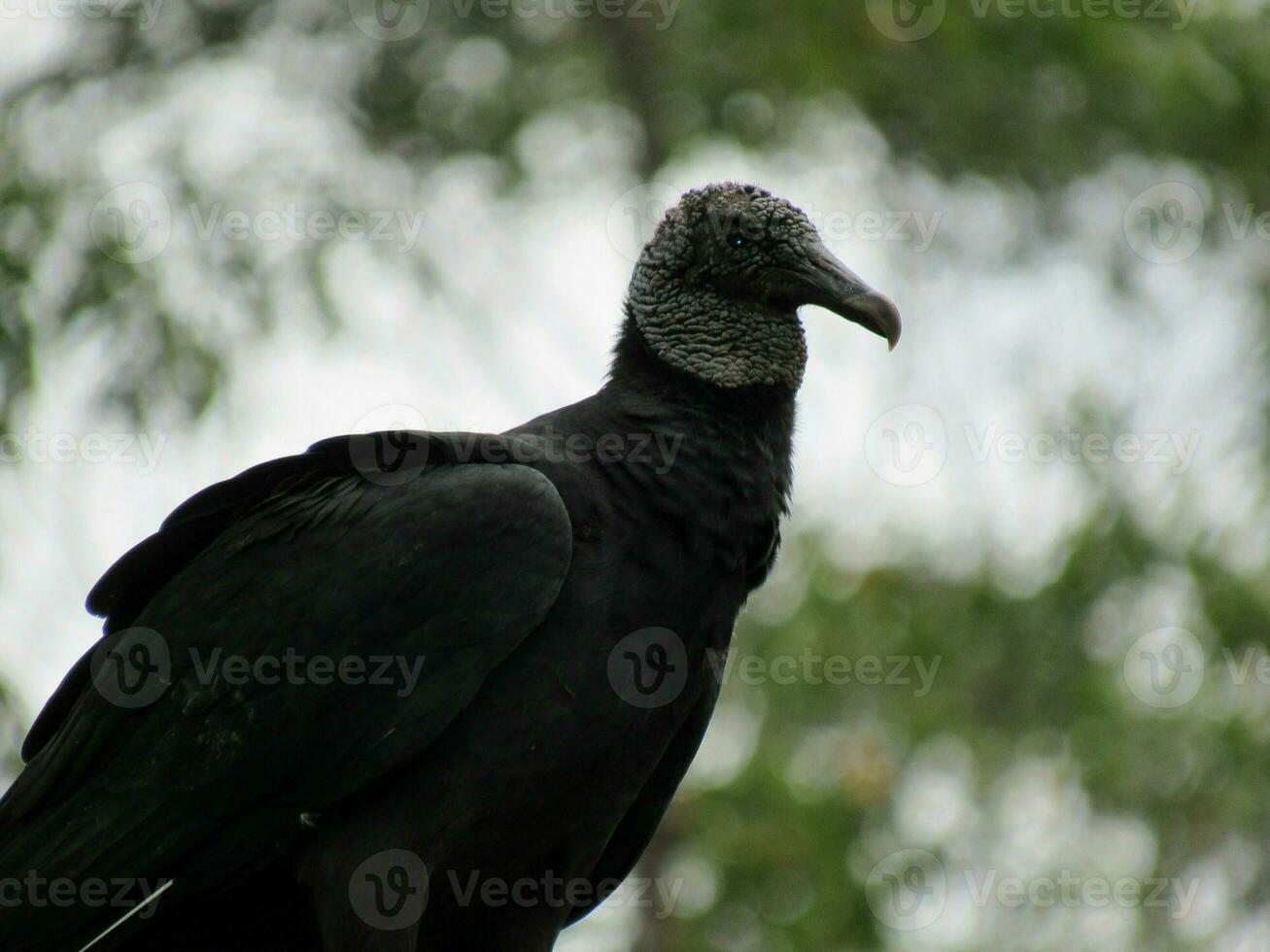 Urubu-preto Nome Cientifico Coragyps atratus Black Vulture photo