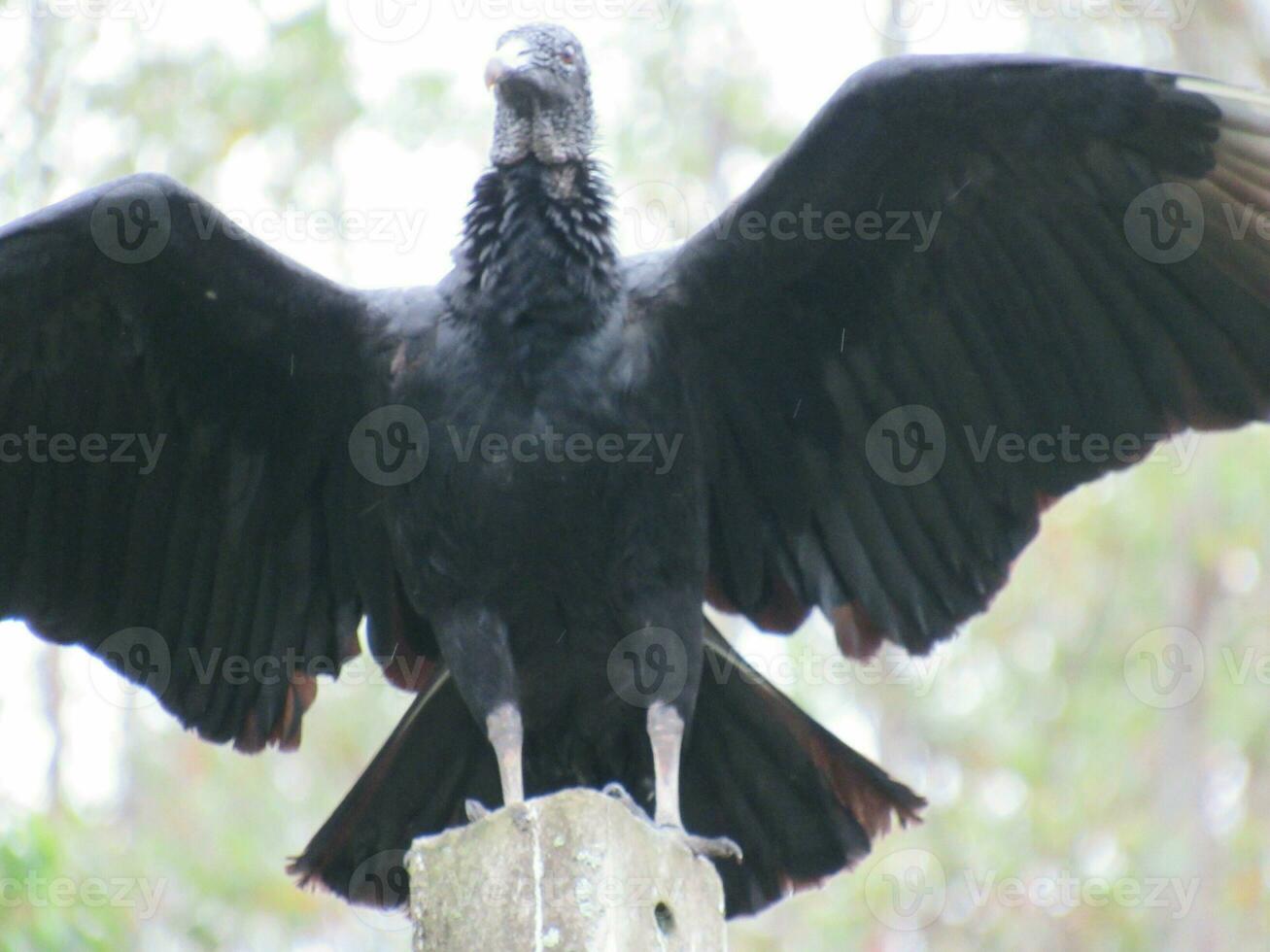 Urubu-preto Nome Cientifico Coragyps atratus Black Vulture photo