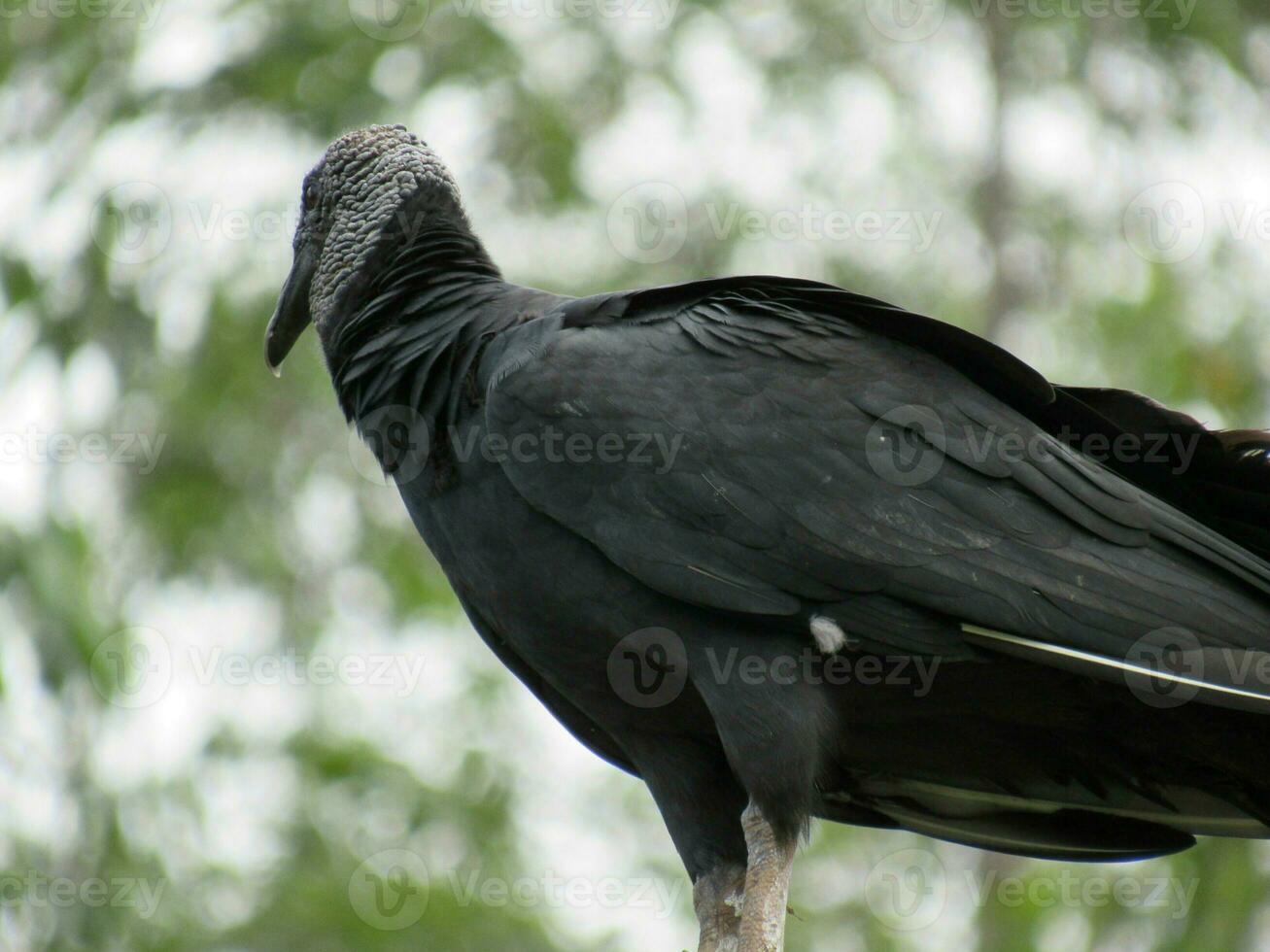 Urubu-preto Nome Cientifico Coragyps atratus Black Vulture photo