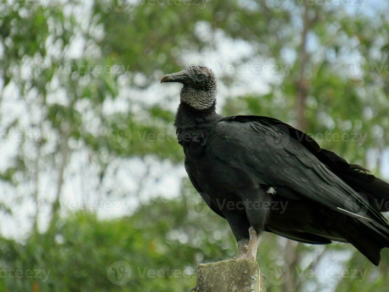 Urubu-preto Nome Cientifico Coragyps atratus Black Vulture photo
