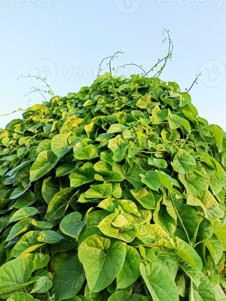 close up of green leaf photo