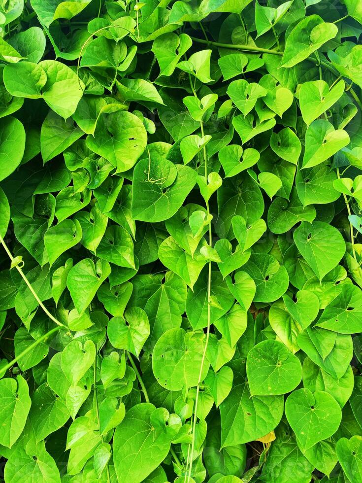 close up of green leaf photo