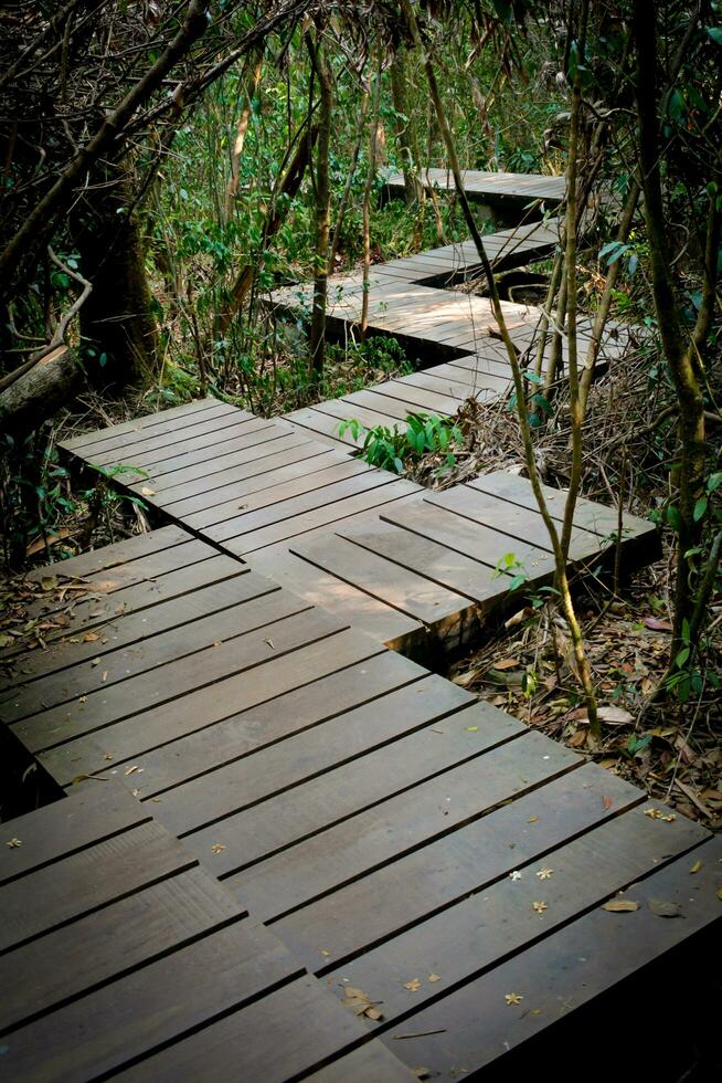 wooden stairs, wooden path, in the forest photo