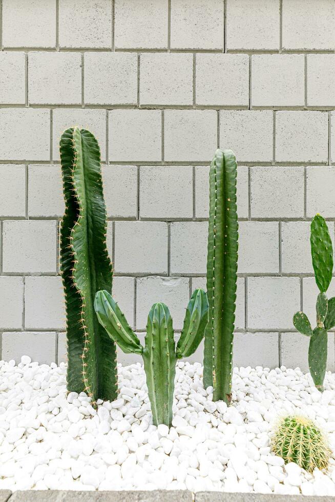 concepto de contemporáneo y auténtico casa decoración. cactus plantas foto