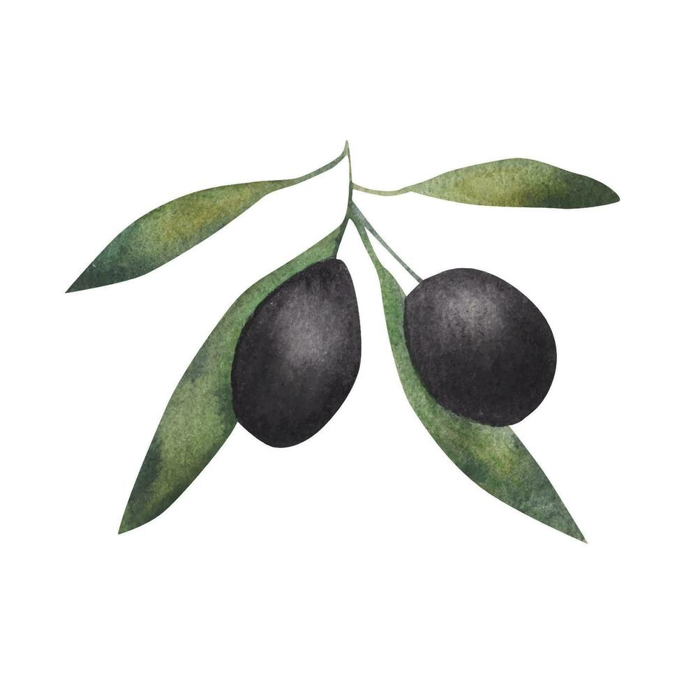 Olive branch. watercolor illustration vector