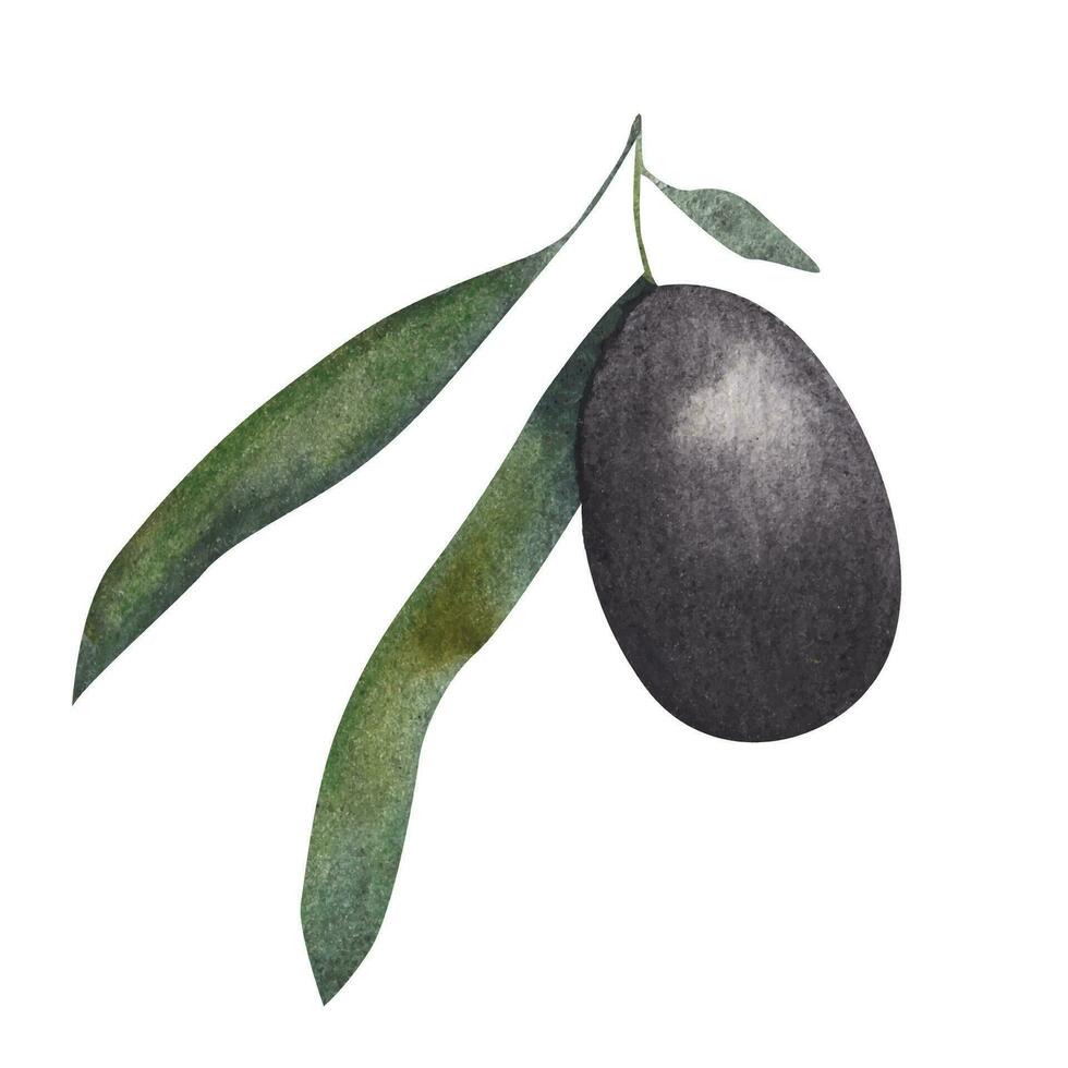 Olive branch. watercolor illustration vector