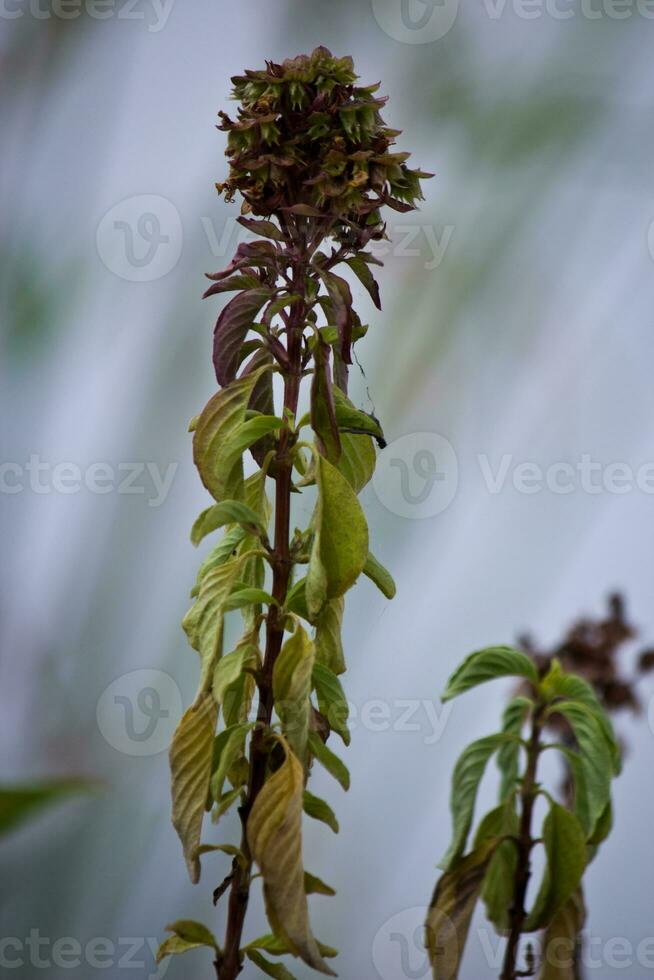 Thai Basil Blossom photo