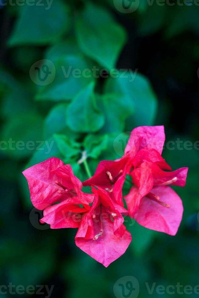 Fuengfah flowers pink colour photo