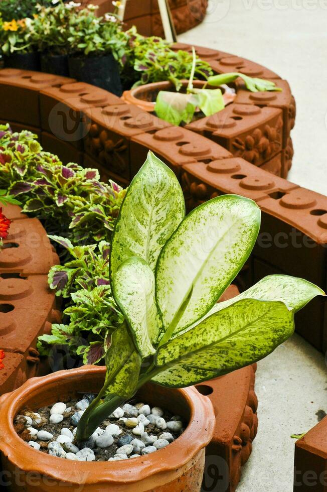 Green Dumb Cane in the Garden photo