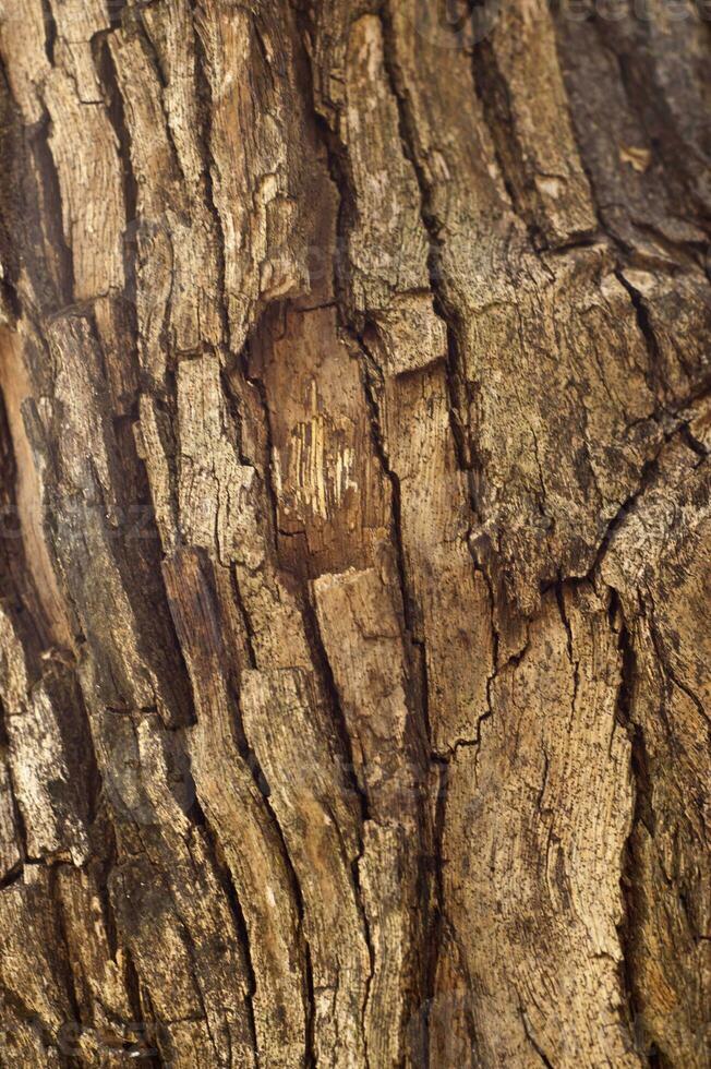 wood  texture for the background photo