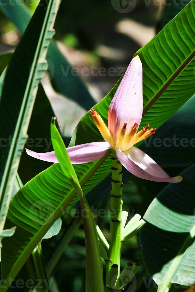 Lotus banana flower photo