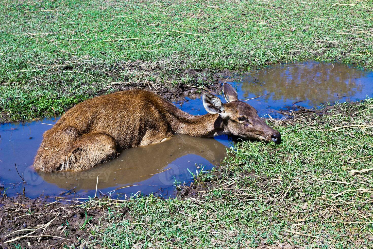 ciervo acostado en el estanque. foto