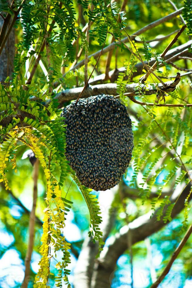 Honeycomb on the tree. photo