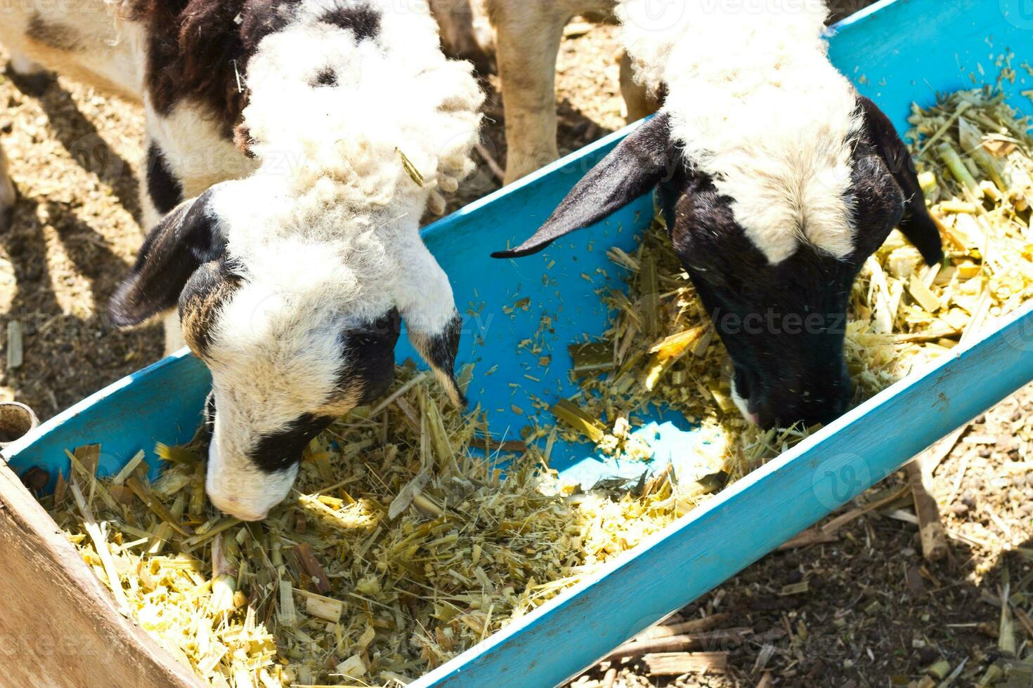 Many of the sheep to eat. photo