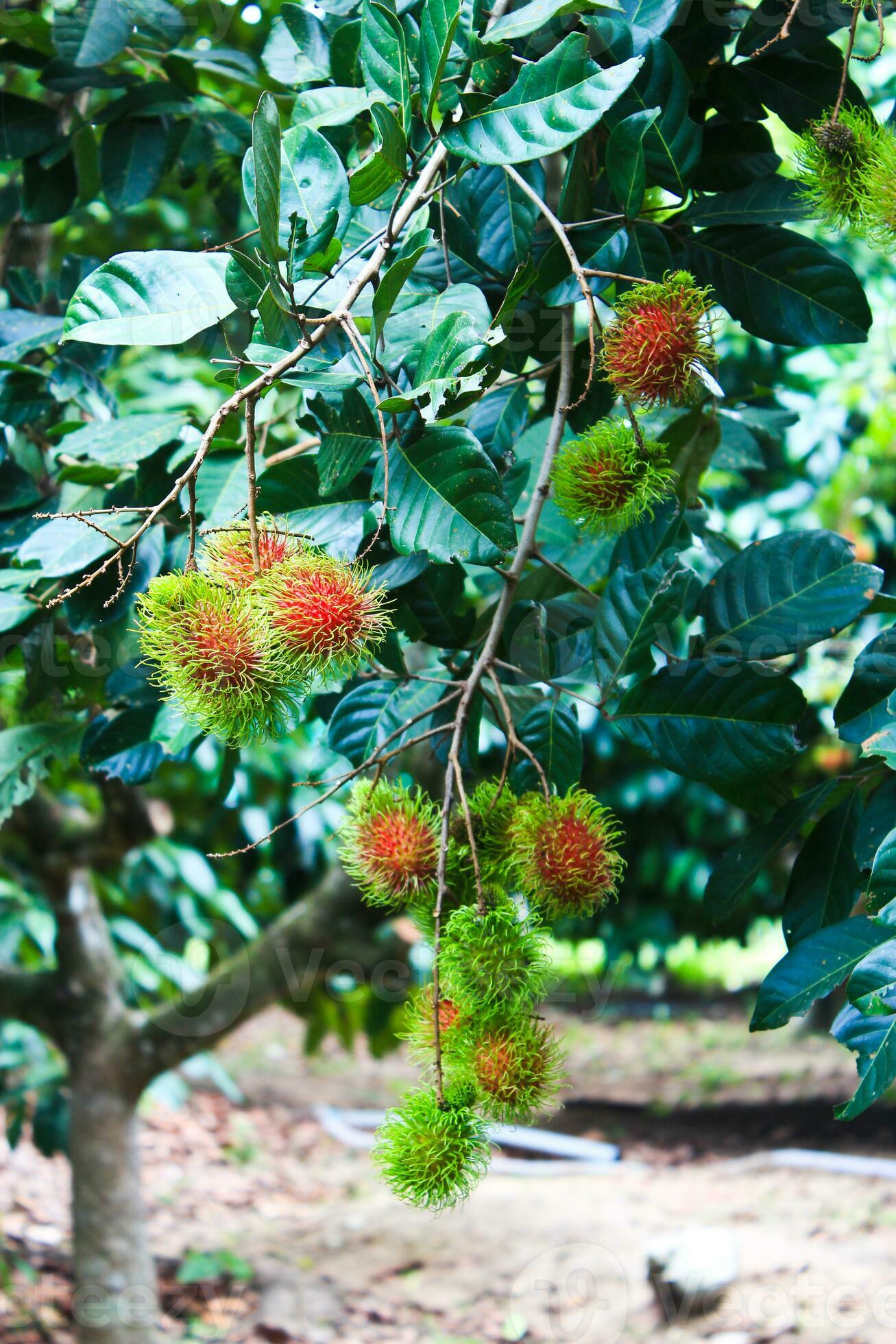 The rambutan fruit on the tree is in the orchard. 26546797 Stock Photo at  Vecteezy