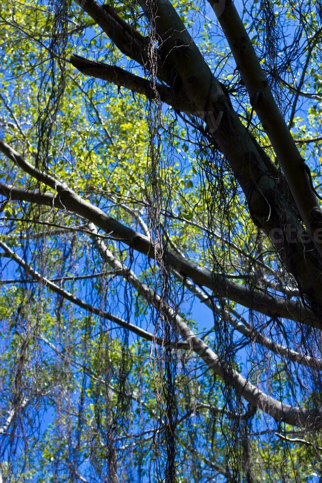 trepador en árbol foto