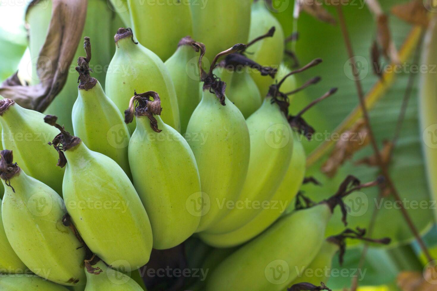 Banana trees in the garden photo