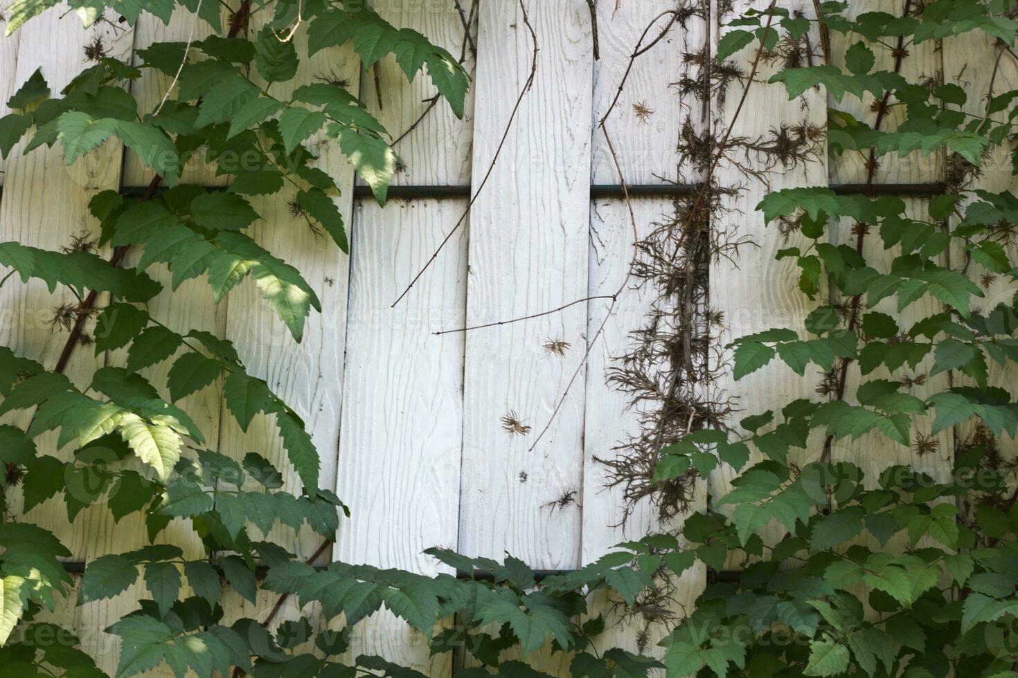 Green leaves, white wood frame photo