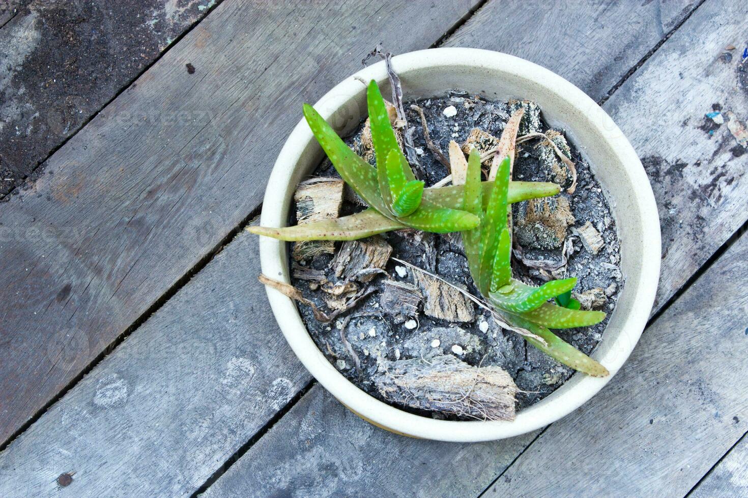Aloe Vera in a pot on the wood. photo
