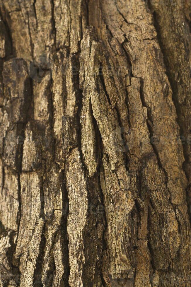 wood  texture for the background photo