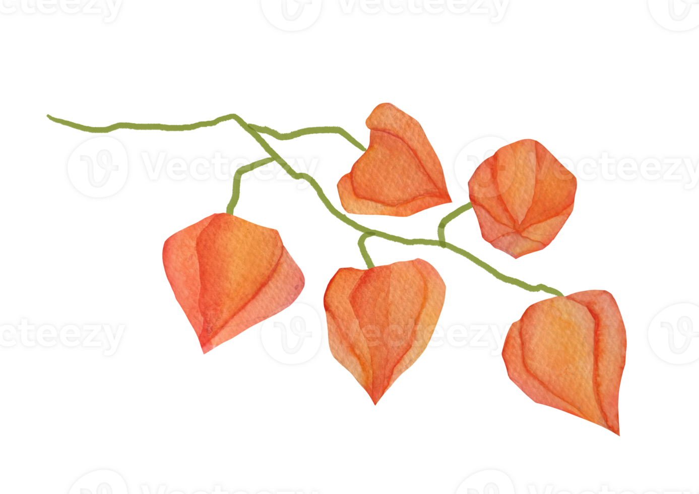 Hand drawn watercolor autumn illustration isolated on transparent background. Clipart branch of physalis for card design, menu, vegan food. Botanical clip art for articles on biology and plants png